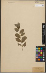 Foto von Salix starkeana Willd.